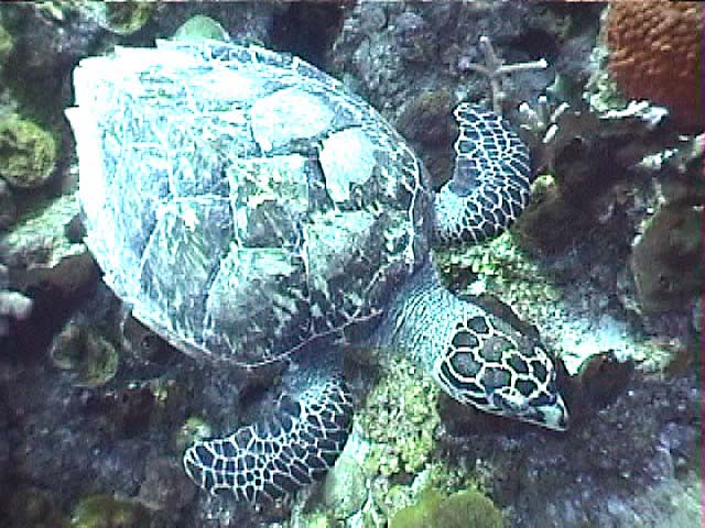 08bHawksbillTurtle