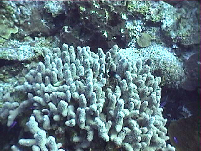 08hFingerCoral