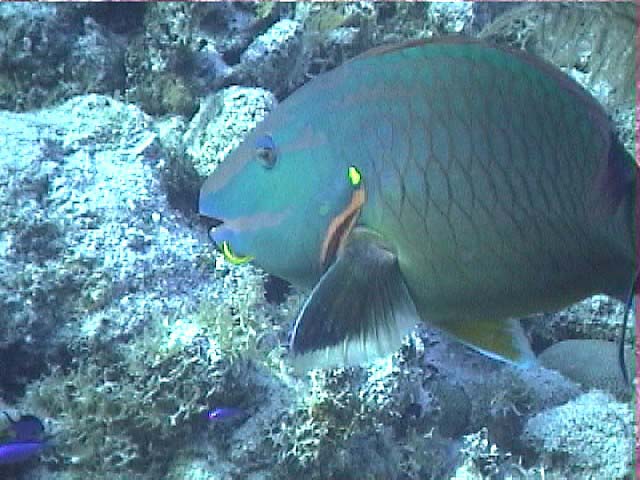 09zdStoplightParrotfish