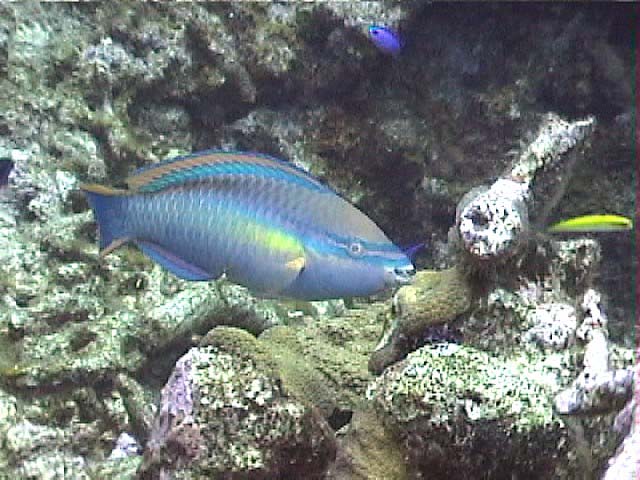 10fPrincessParrotfish