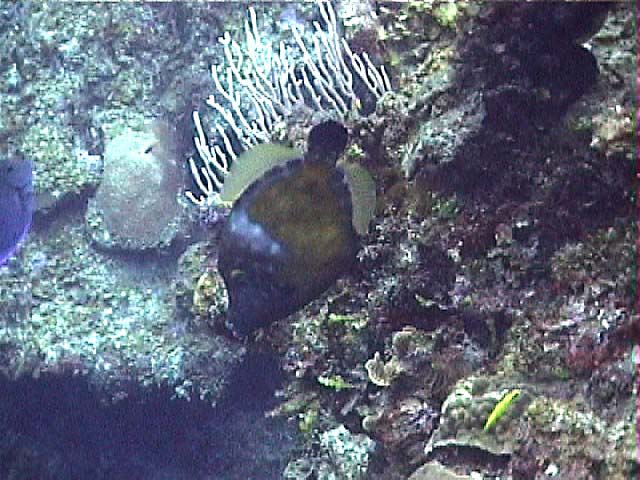 10iWhitespottedFilefish