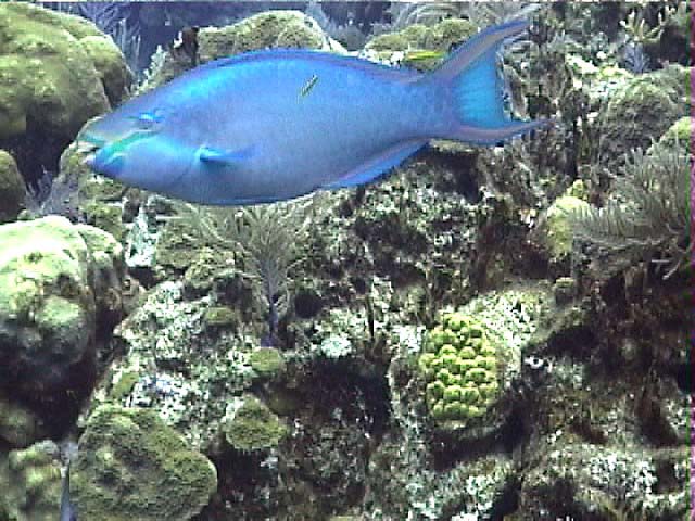 10lRedtailParrotfish