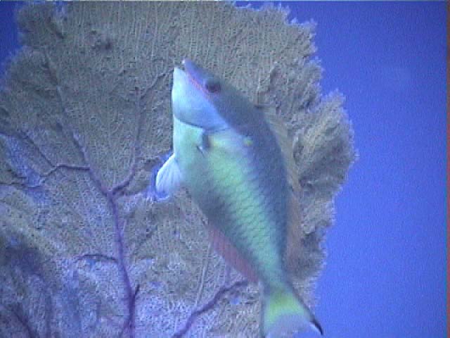 10nParrotfish