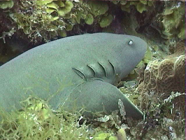 10vNurseShark