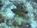 08tWhitespottedFilefish