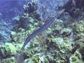 09jTrumpetfish