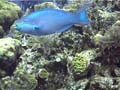 10lRedtailParrotfish