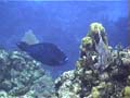 10mMidnightParrotfish