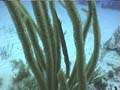 10oTrumpetfish