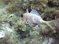 10wLongspineSquirrelfish