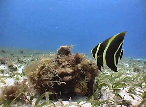 French Anglefish Juv - Photo by Rick S