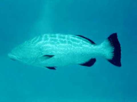 Nassua Grouper - Photo by Greg A