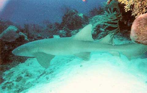 Nurse Shark - Photo by Greg A