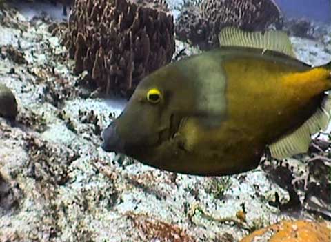 Whitespotted Filefish - Photo by Rick S