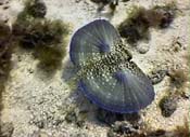 Flying Gurnard - Photo by Rick S