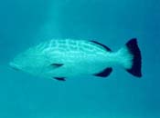 Nassua Grouper - Photo by Greg A