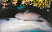 Nurse Shark up close and personal - Photo by Greg A