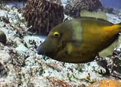 Whitespotted Filefish - Photo by Rick S