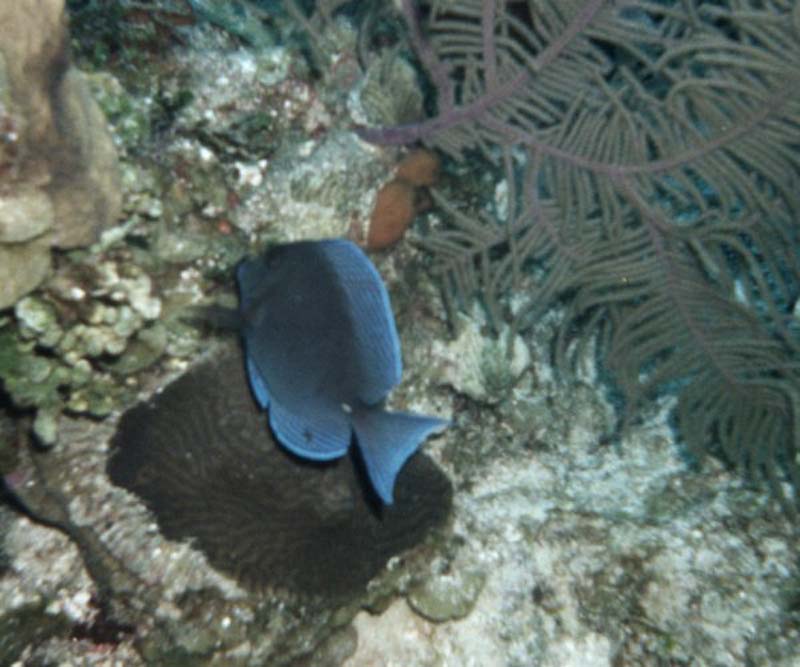 Blue Tang