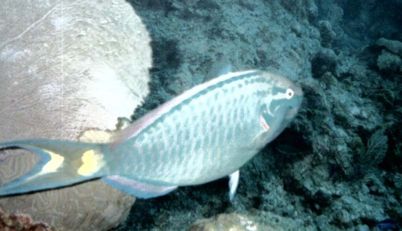 Parrot fish