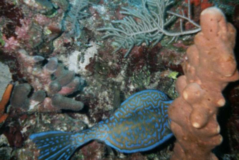 Scrawled Filefish 2