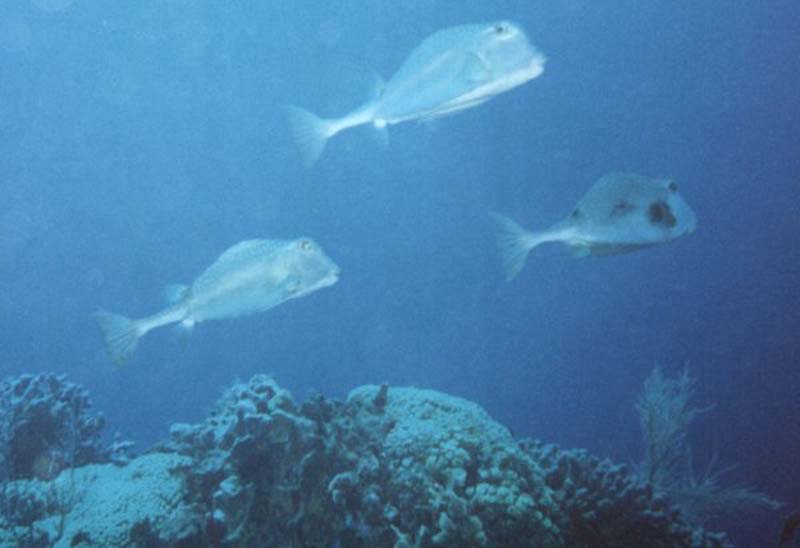 Trunkfish