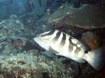 Nassau Grouper