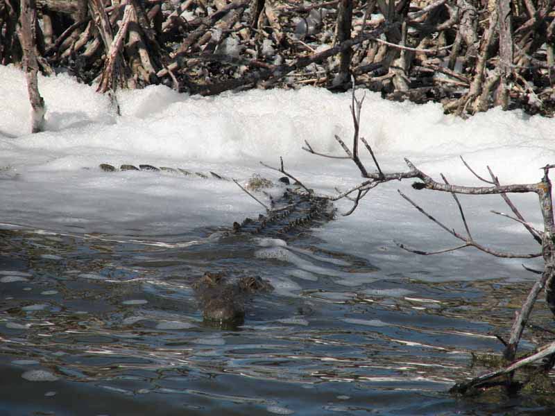 35 Columbia Lagoon Croc