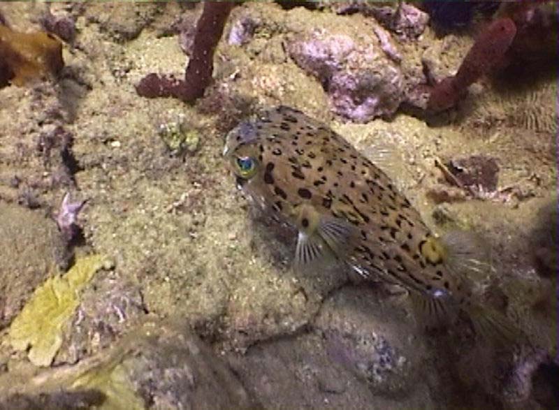 Balloonfish