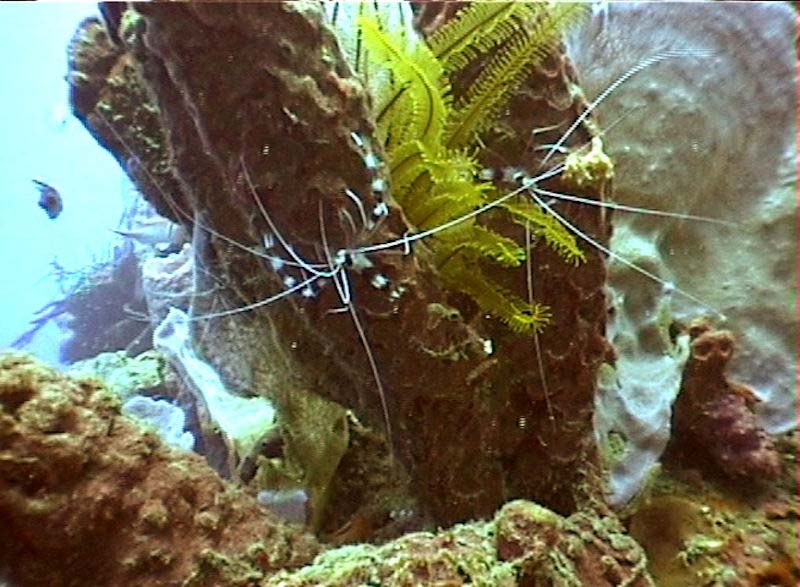 Banded Croal Shrimp