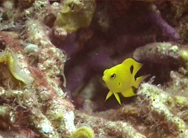 Juv Threespot Damselfish