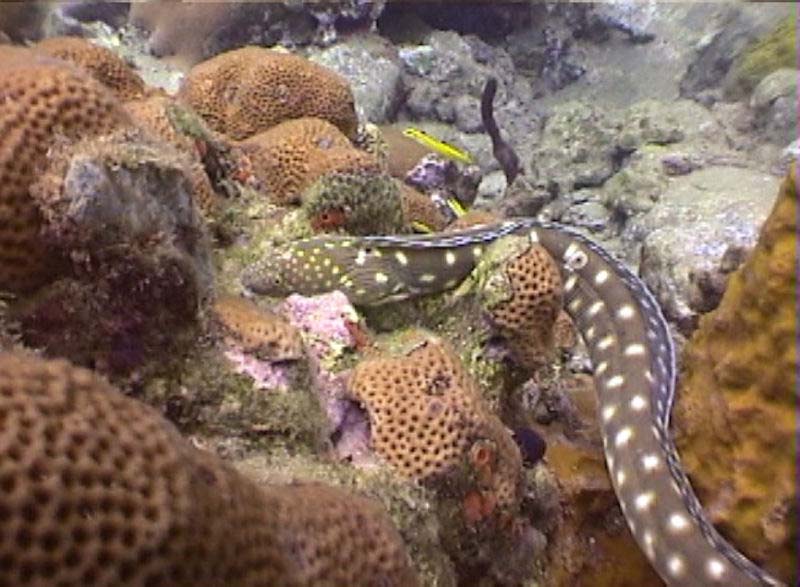 Sharptail Eel