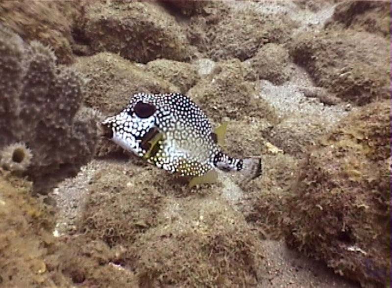 Smooth Trunkfish