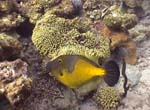 Whitespotted Filefish