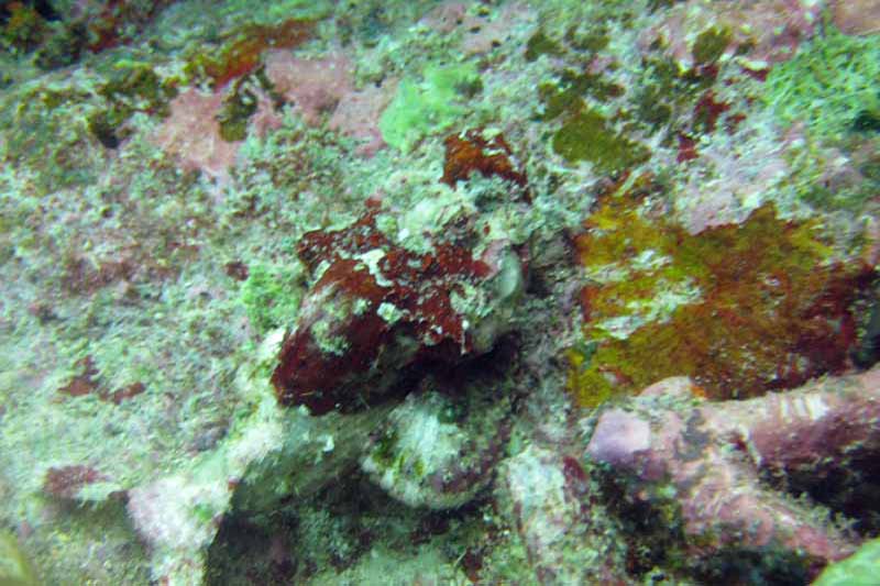 IMG_0753a Raggy Scorpionfish a