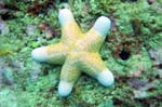 Giant Sea Star a