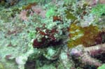 IMG_0753a Raggy Scorpionfish a