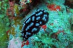 Nudibranch (Phyllidellia pustulosa)a