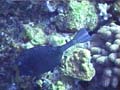 09eHoneycombCowfish